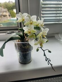 Mini orchid - 2