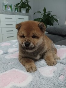 Shiba inu šteniatko - 2