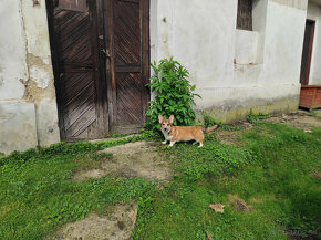 Welsh Corgi Pembroke s PP - 2