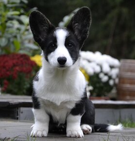 Welsh Corgi Cardigan FCI- krásná dívka - 2