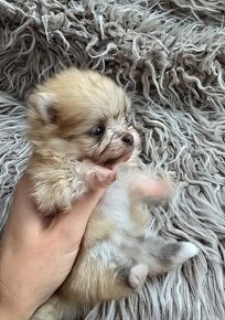 Pomeranian mini fenky po PP rodičoch - 2