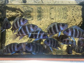 Cyphotilapia frontoza burundi - 2