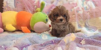 Cavapoo - 2