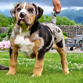 American bully xl - 2