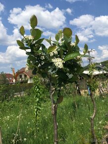 Aronia ciernoploda - Nero - stromkova forma - 2