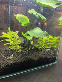 Akvarium - 2