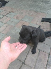 Cane Corso - 2