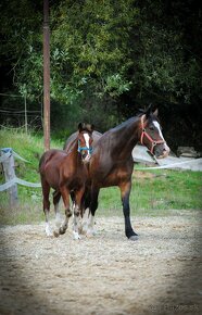 Welsh cob D - 2