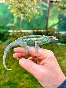 Chameleon Trioceros jacksonii jacksonii - 2