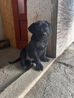 Predám/eladó Cane Corso - 2