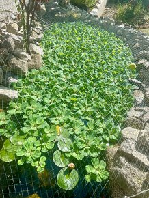 Vodný šalát - pistia stratiotes - 2