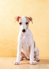 Vipet/ whippet - 2