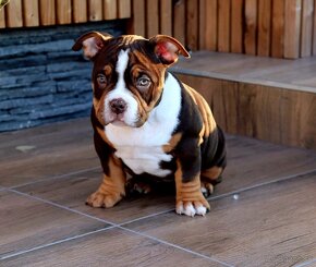 American Bully - 2