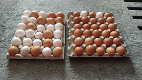 Domáce vajíčka - 2
