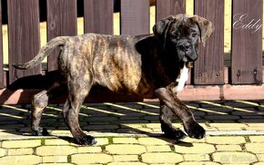 Cane Corso s PP FCI - - 2