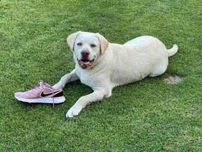 Darujem šikovného a hravého bieleho Labradora - 2