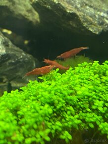 Krevetky Neocaridina Davidi Sakura Red - 2