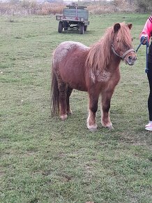 Predam shetland pony kobylu - 2