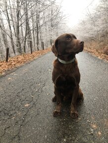 Čokoladovy labrador na krytie. - 2