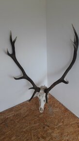 Bronzova trofej jelena - 2