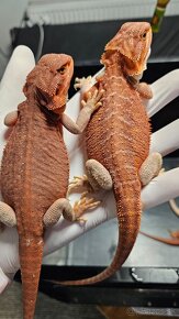 Agama bradata - pogona vitticeps - 2