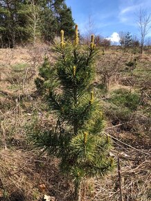 Sibírsky Céder / Pinus Sibirica - 2