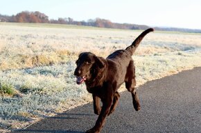 Flat coated retriever s PP - 2