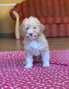 LAGOTTO ROMAGNOLO STENIATKA - 2