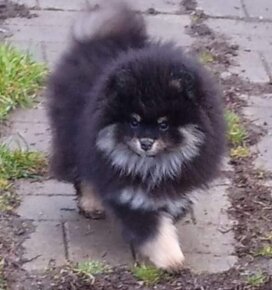 Fenky Pomeranian s PP - 2