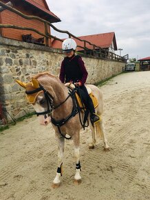 Predam nadherneho pony valacha- do rodiny, do sportu - 2