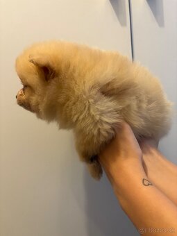 Pomeranian,pomerian - 2