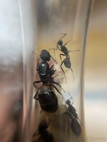 Camponotus cruentatus - 2