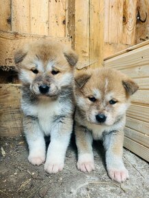 Akita inu - 2