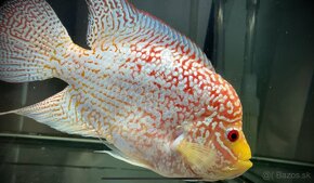 Flowerhorn - 2