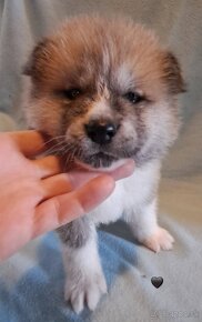 Akita inu šteniatka s PP - 2