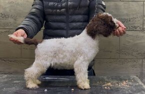 Lagotto romagnolo šteniatko - 2