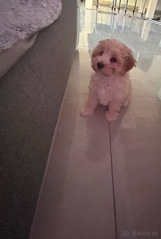 Maltipoo - 2