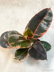 Ficus elastica - BELIZE - 2