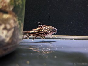 corydoras nanus - pancierniček drobný - 2