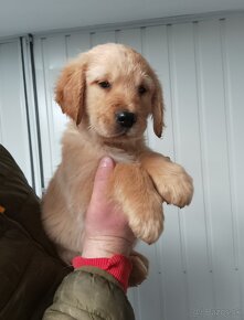 Zlaty retriever - 2