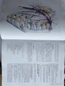 Anatómia Čihák, Anatomie 1,2,3 - 2