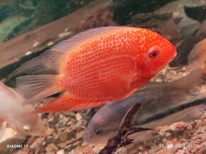 heros super red spotted 18-20cm - 2