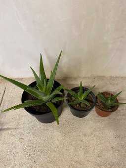 Aloe vera - 2