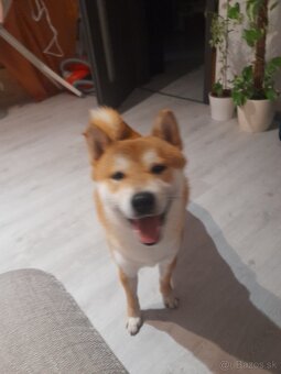 Darujem Shiba-inu ,psík - 2