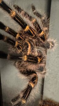 Grammostola pulchripes - 2