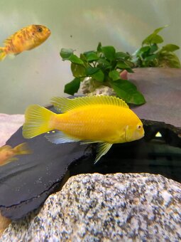 Labidochromis albino yellow - 2