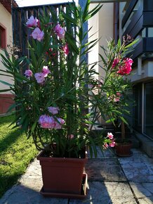 Oleander ruzový plneny - 2