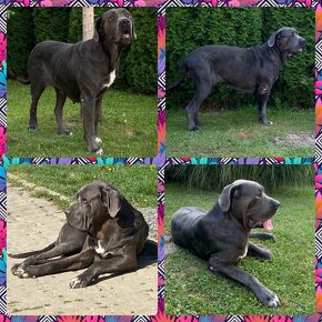 Cane Corso šteniatka - 2