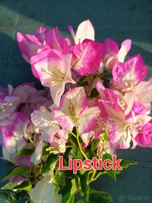 Bougainvillea,( bougainvillea , bugenvilea , bugenvila ) - 2