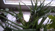 Aloe vera - 2